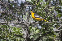 Bullocks Oriole 4525